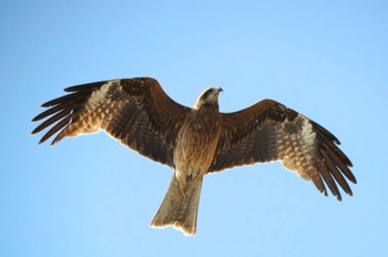 Black Kite 江ノ島 Wed, 5/3/2023