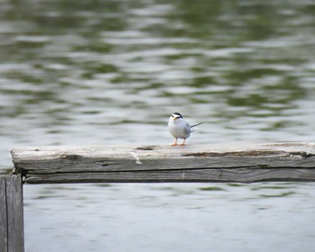 Fri, 5/5/2023 Birding report at 奈良市水上池