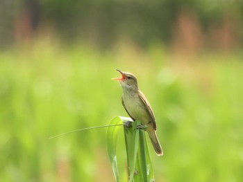 Oriental Reed Warbler 平城宮跡 Fri, 5/5/2023