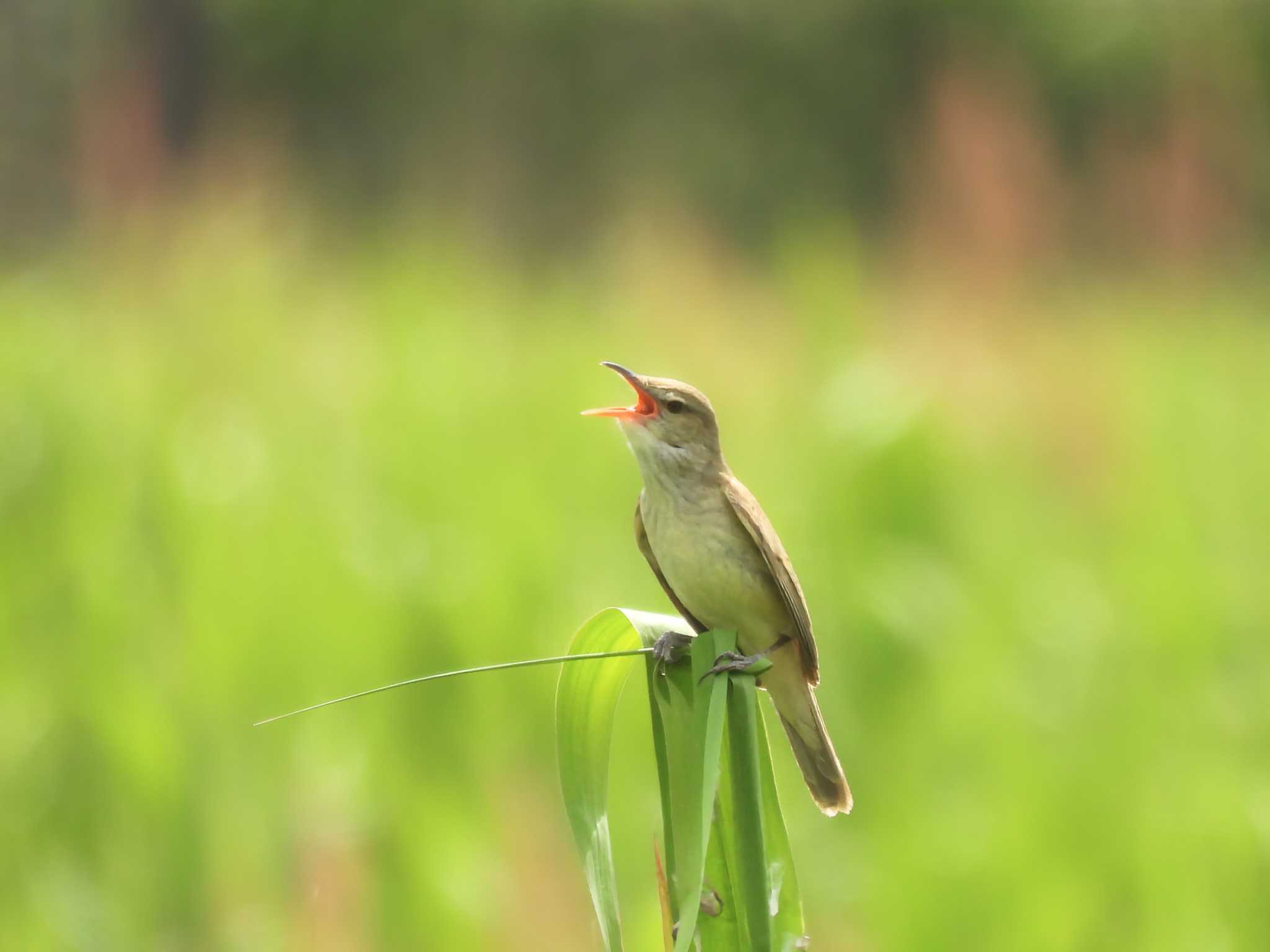 Photo of Oriental Reed Warbler at 平城宮跡 by nｰ notari