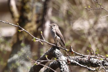 Thu, 5/4/2023 Birding report at Senjogahara Marshland