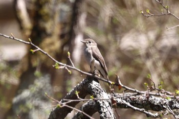 2023年5月4日(木) 戦場ヶ原の野鳥観察記録