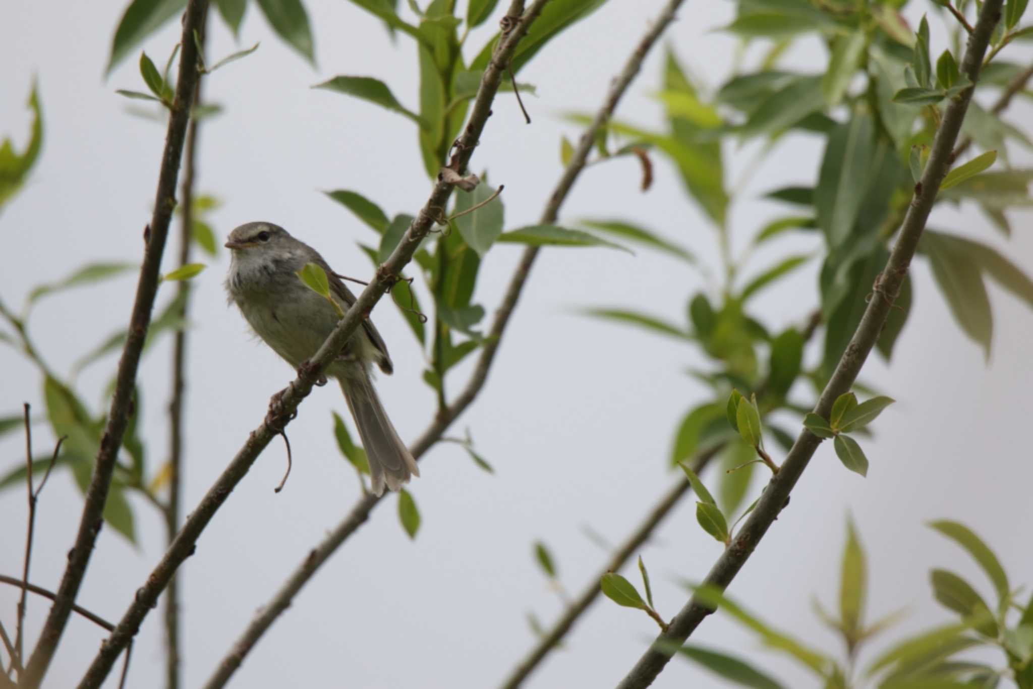 Photo of Japanese Bush Warbler at 津之江公園 by KAZUSAN