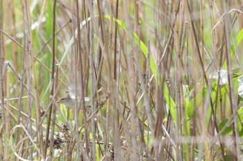 Japanese Bush Warbler 津之江公園 Sat, 5/6/2023