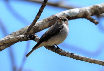 Asian Brown Flycatcher 戸隠森林公園 Mon, 5/1/2023