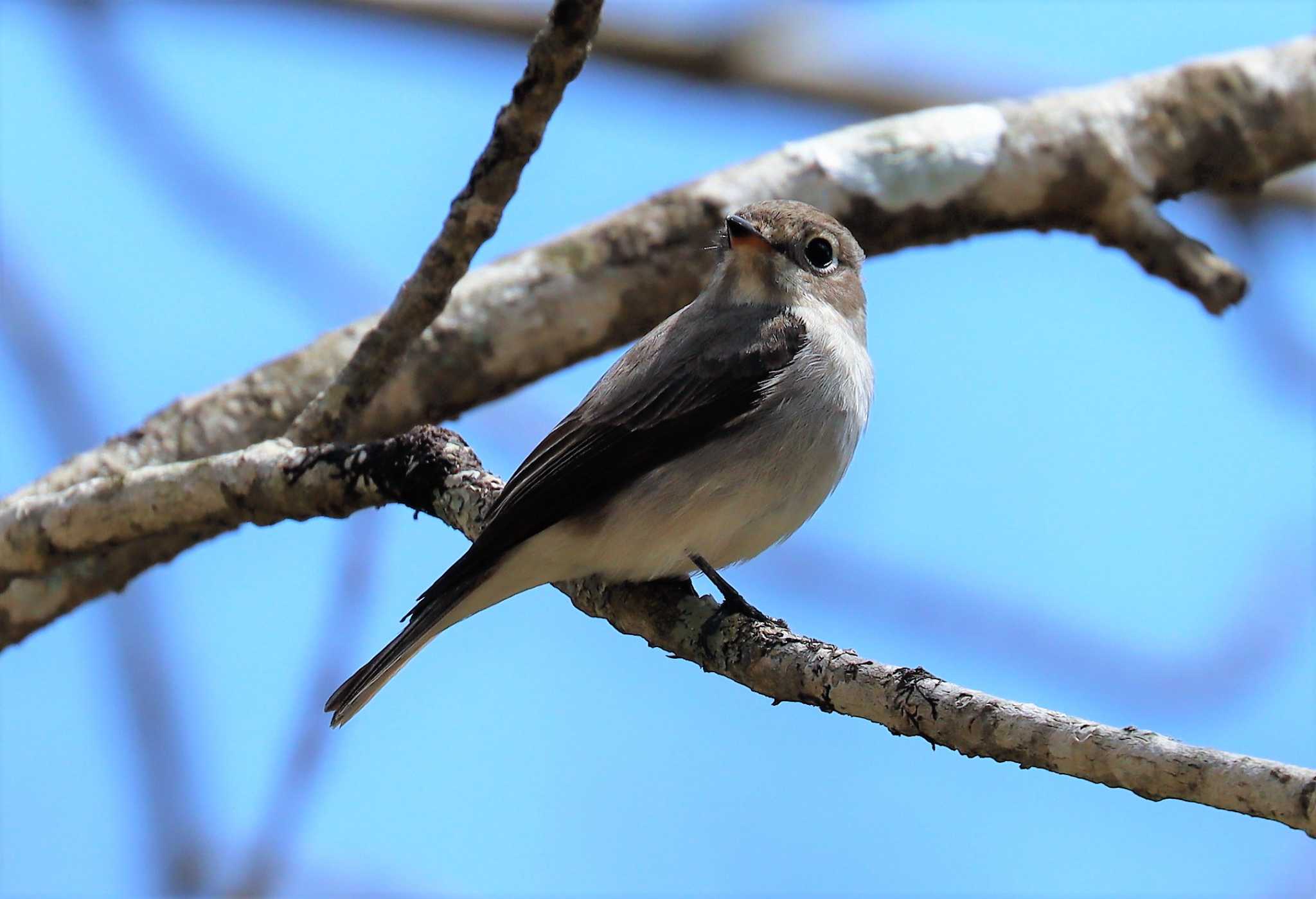 Photo of Asian Brown Flycatcher at 戸隠森林公園 by らうんでる