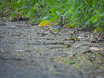 Citrine Wagtail Awashima Island Fri, 5/5/2023