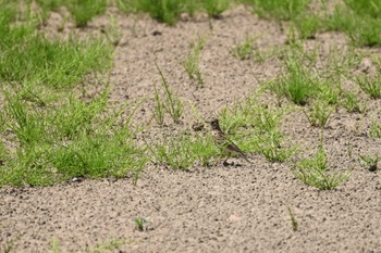 ヒバリ 埼玉県越谷市 2023年5月5日(金)