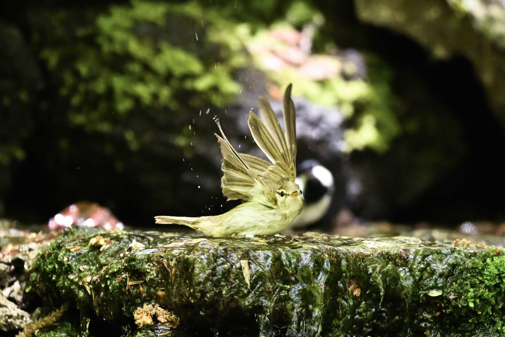 大洞の水場 センダイムシクイの写真 by Yokai