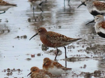 Curlew Sandpiper Daijugarami Higashiyoka Coast Fri, 5/5/2023