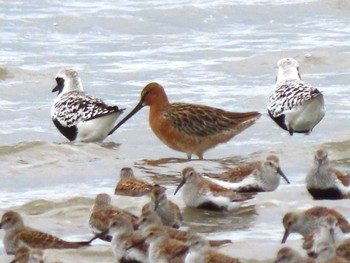 Fri, 5/5/2023 Birding report at Daijugarami Higashiyoka Coast