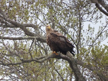 Sat, 5/6/2023 Birding report at Lake Utonai