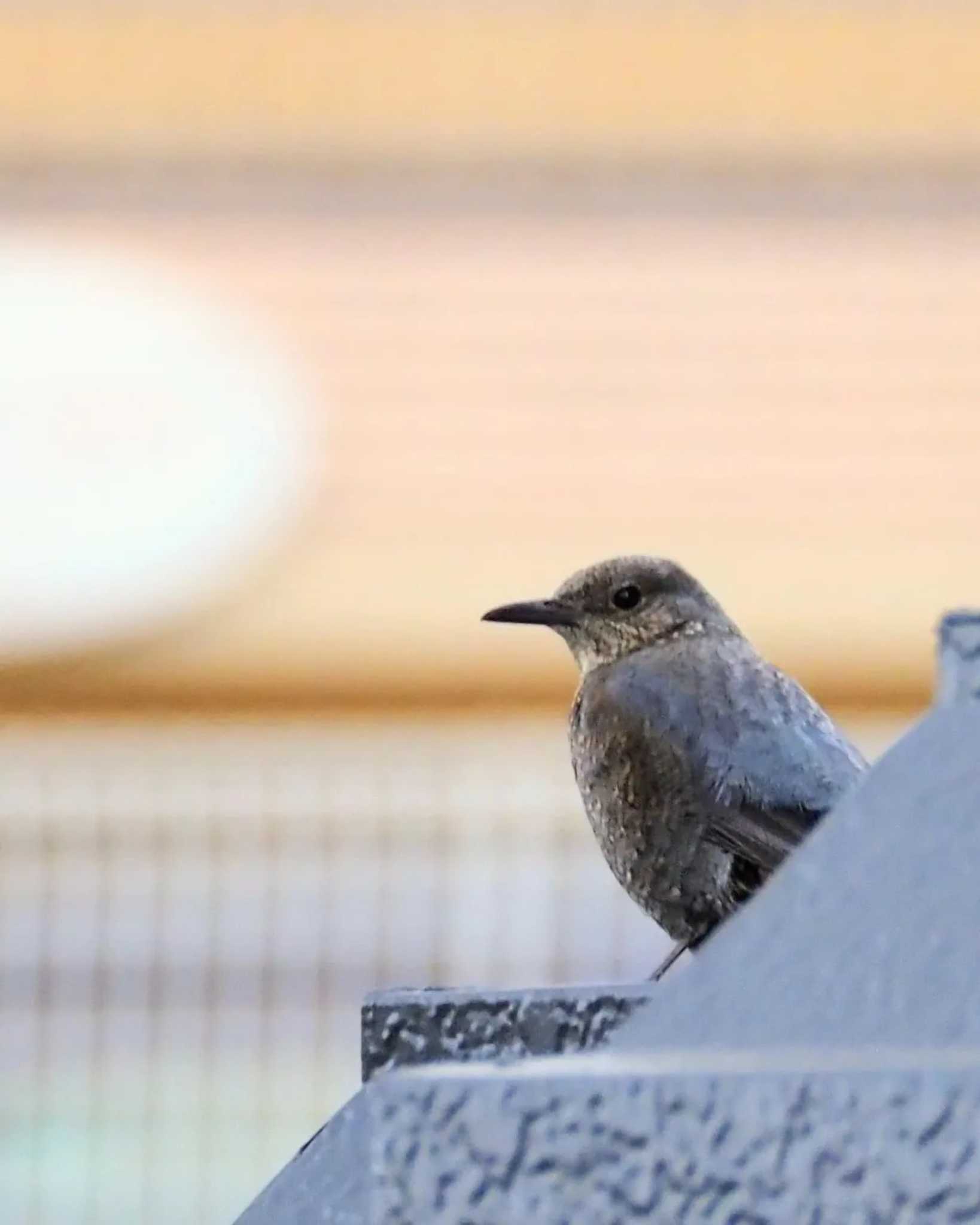 Photo of Blue Rock Thrush at  by とろろ