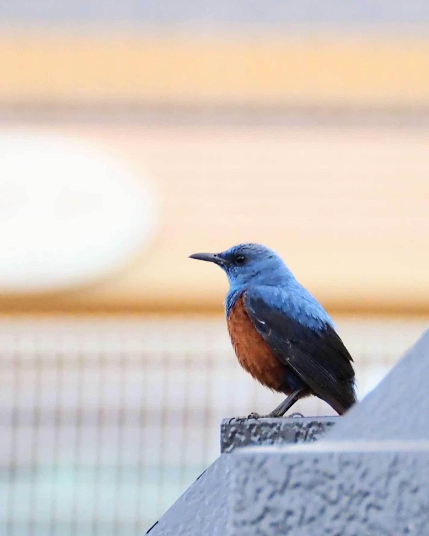 Photo of Blue Rock Thrush at  by とろろ