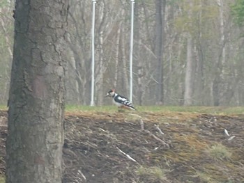 Great Spotted Woodpecker 青葉公園(千歳市) Sat, 5/6/2023