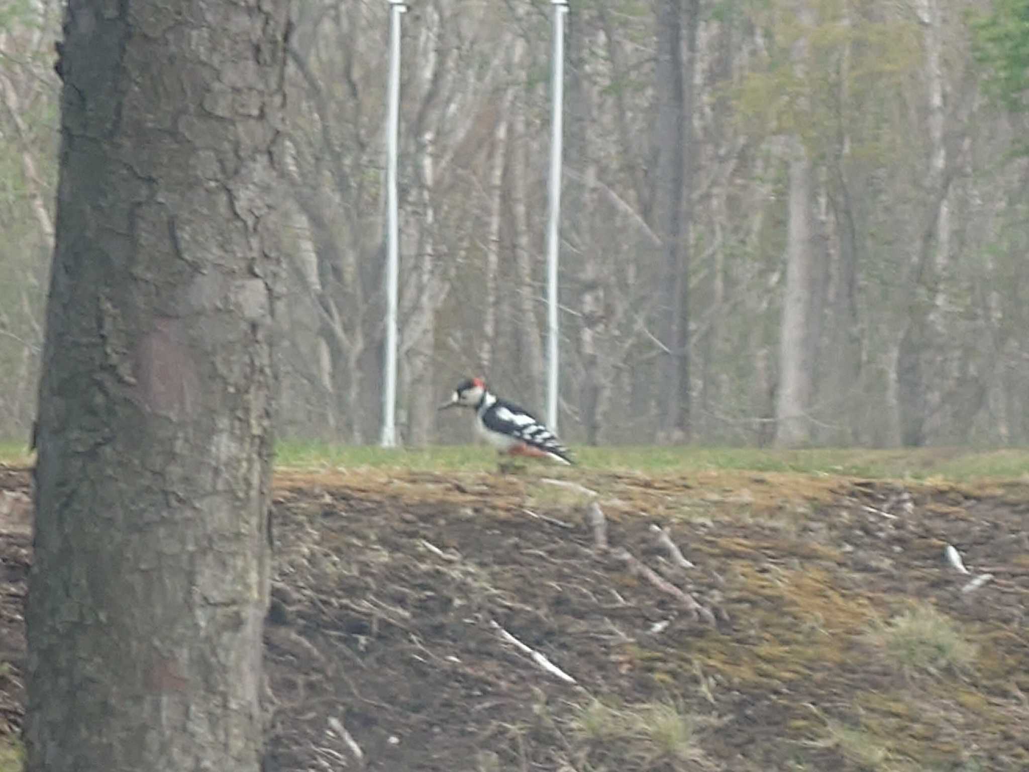 Great Spotted Woodpecker