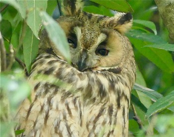 2023年5月5日(金) 渡良瀬遊水地の野鳥観察記録