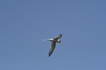 2023年5月4日(木) 埼玉県の野鳥観察記録