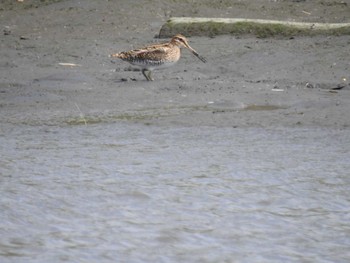 2023年5月6日(土) 六郷橋緑地の野鳥観察記録