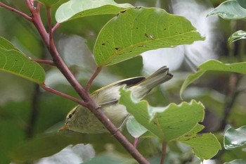 Yellow-browed Warbler Doi Inthanon National Park Fri, 6/8/2018