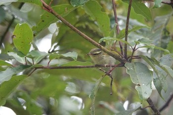 Yellow-browed Warbler