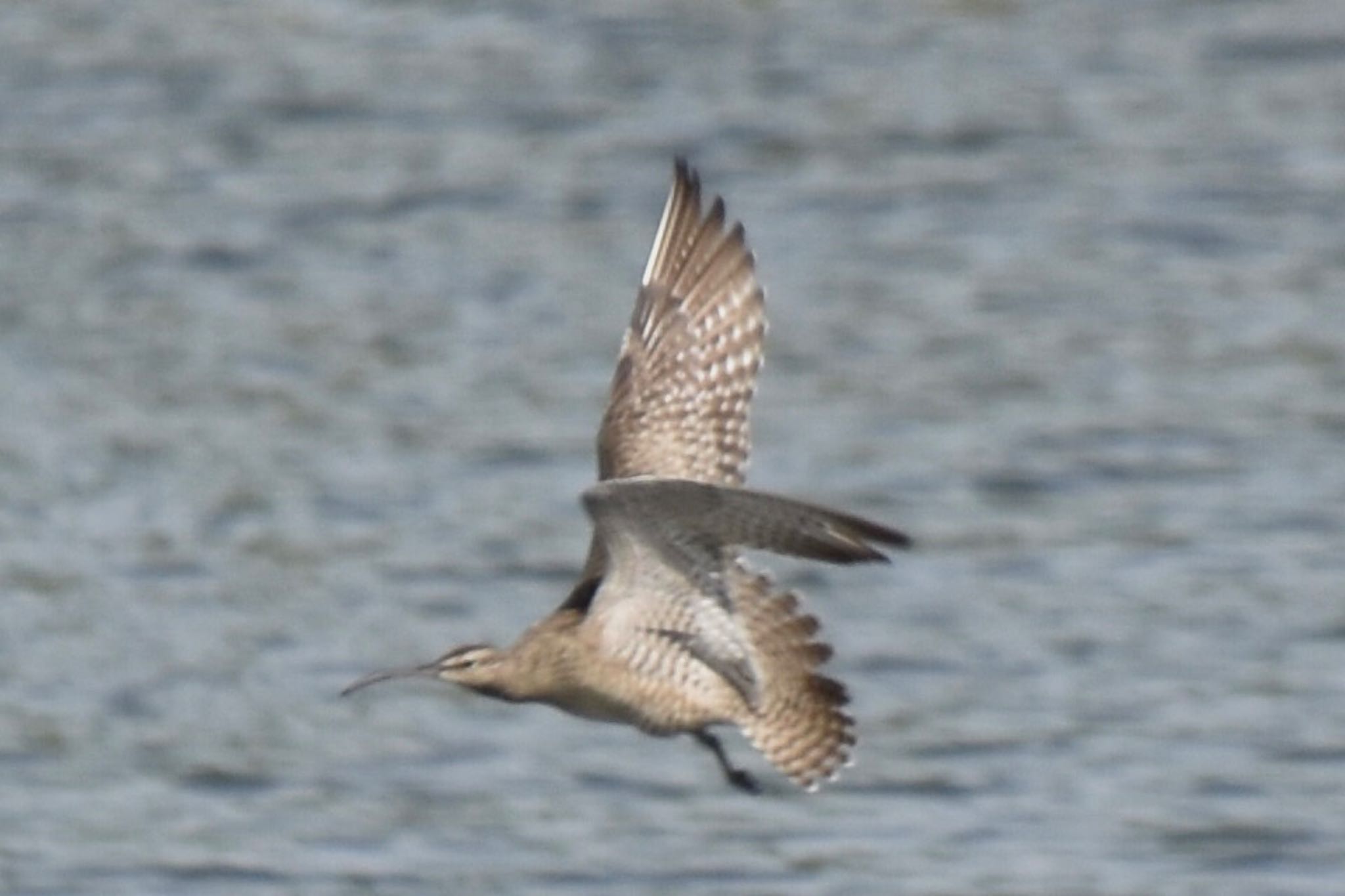 Photo of Eurasian Whimbrel at Kasai Rinkai Park by 遼太