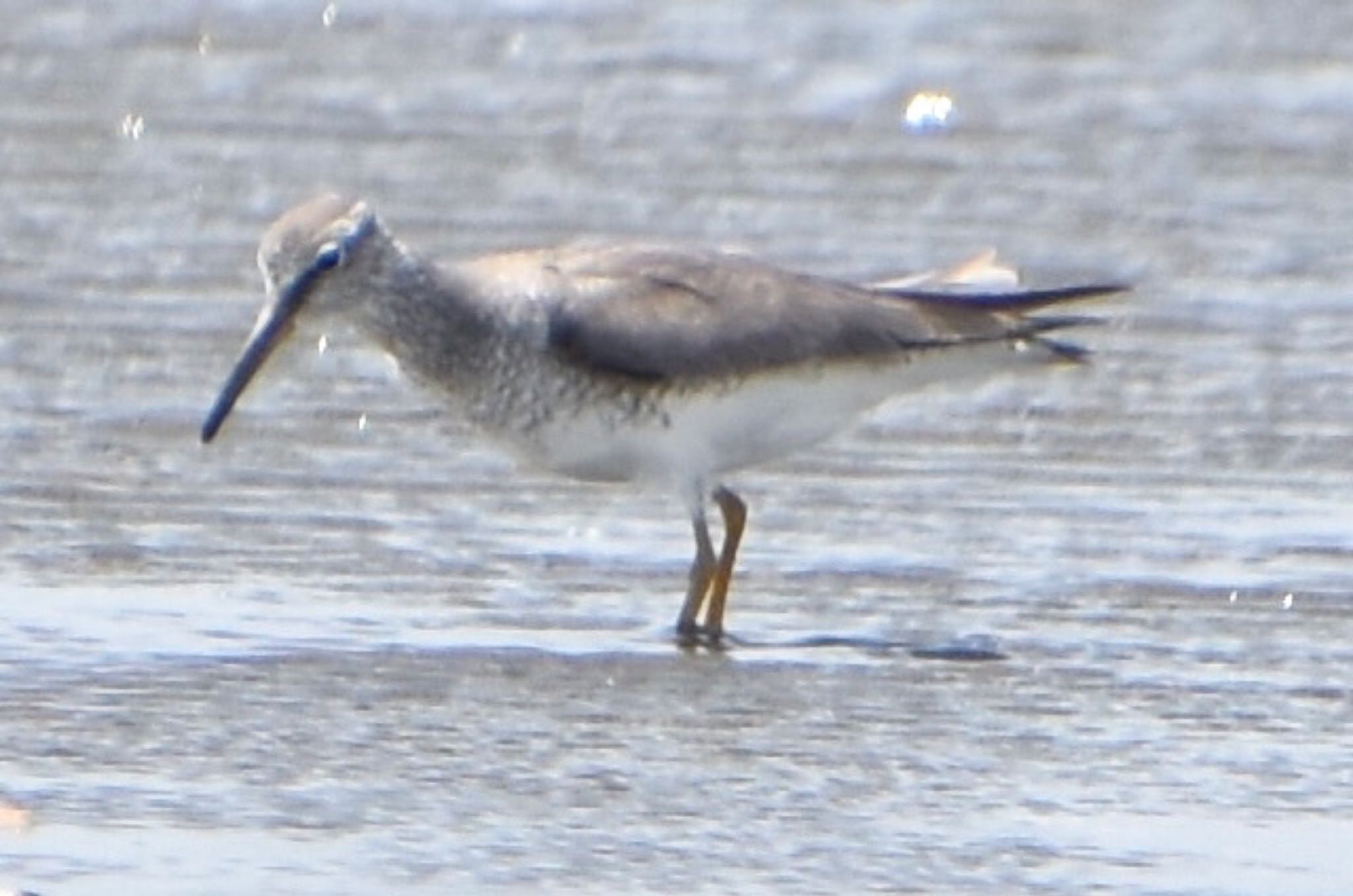 Photo of Grey-tailed Tattler at Kasai Rinkai Park by 遼太