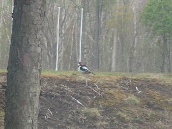 Great Spotted Woodpecker 青葉公園(千歳市) Sat, 5/6/2023