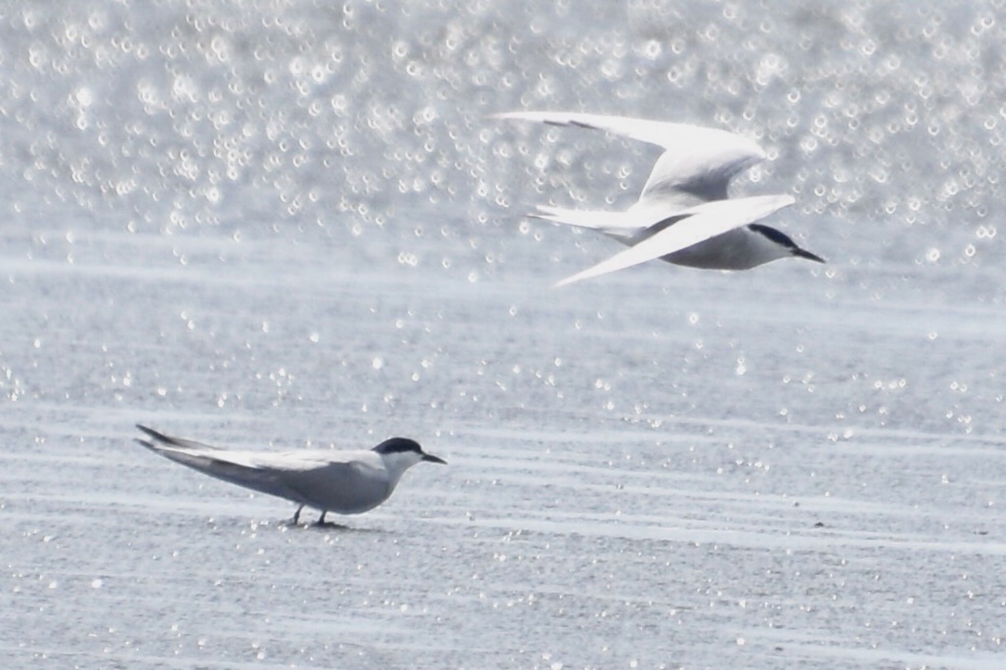 Photo of Common Tern at Kasai Rinkai Park by 遼太