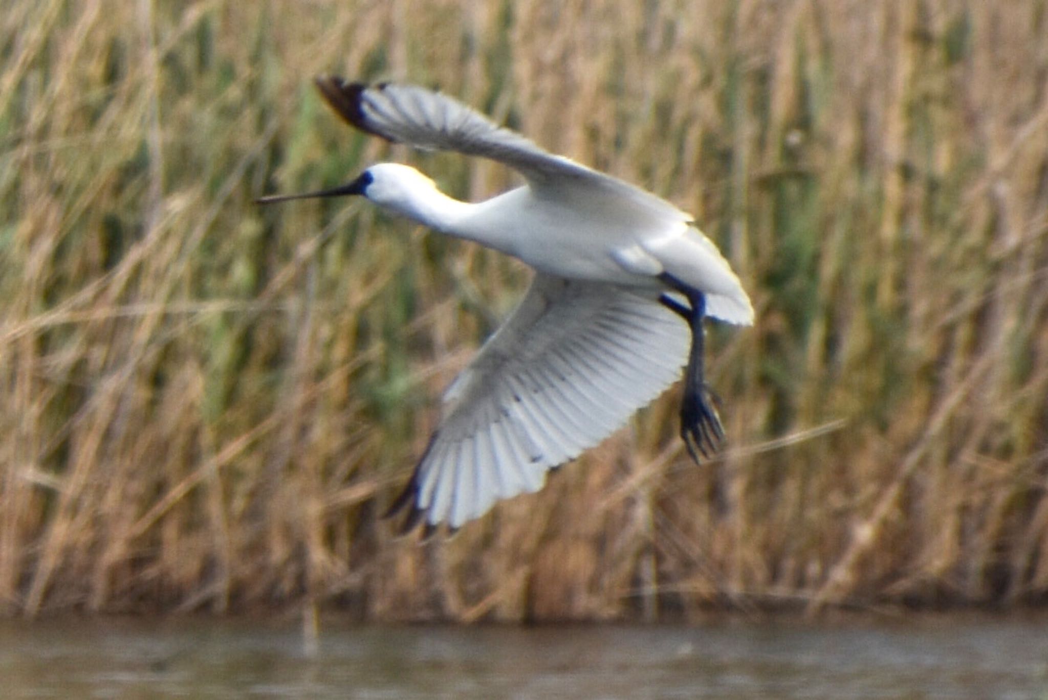 Photo of Black-faced Spoonbill at Kasai Rinkai Park by 遼太