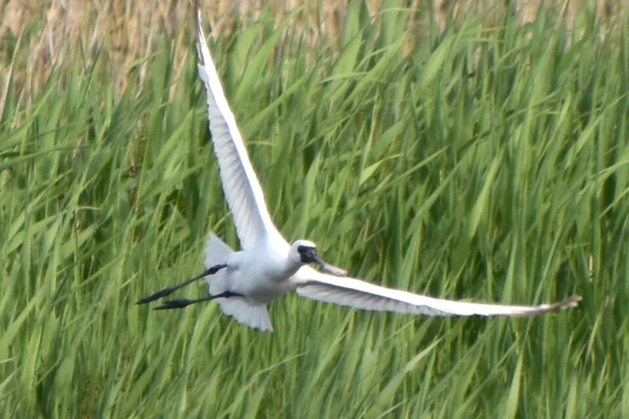 Black-faced Spoonbill