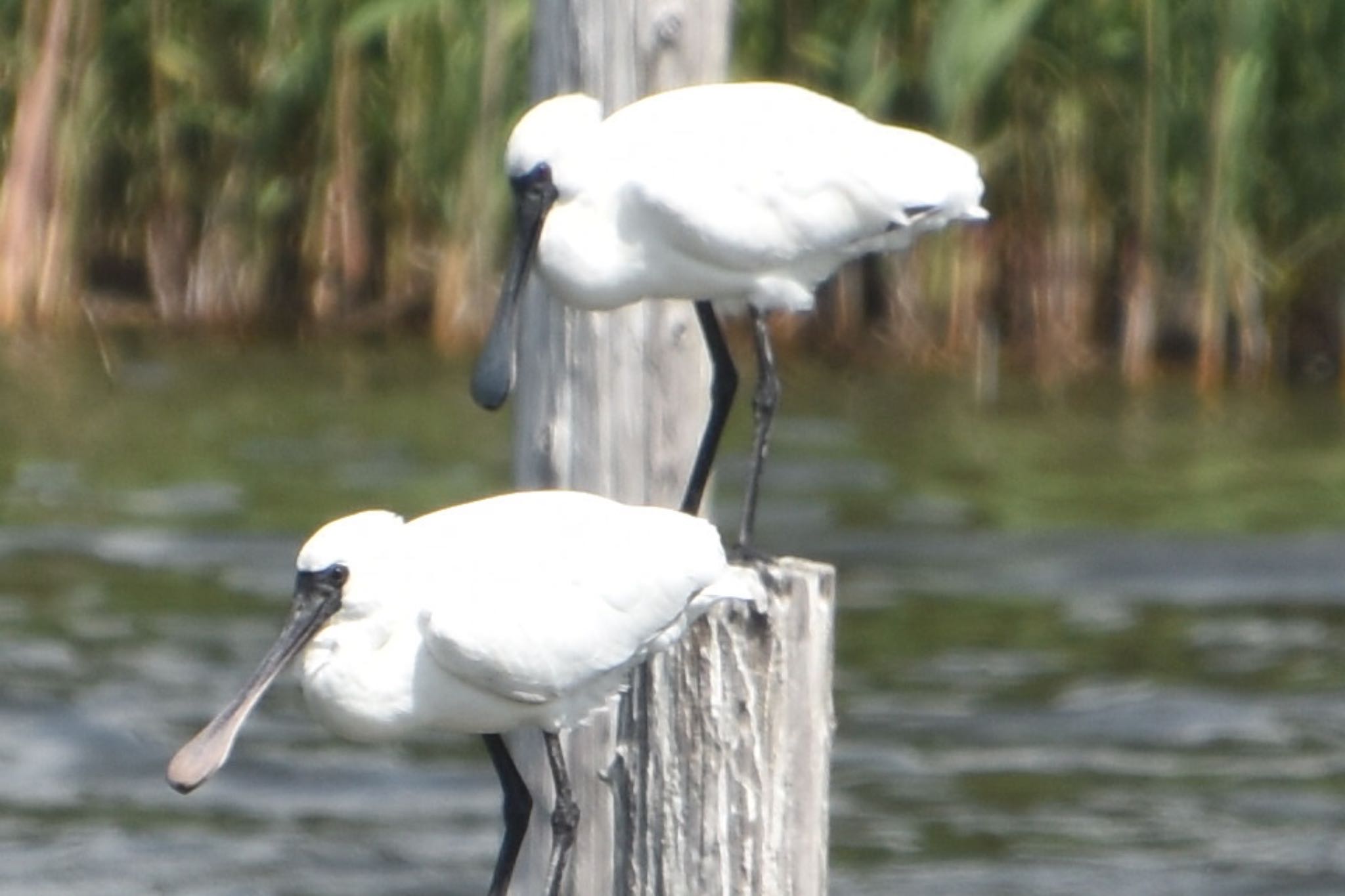 Photo of Black-faced Spoonbill at Kasai Rinkai Park by 遼太