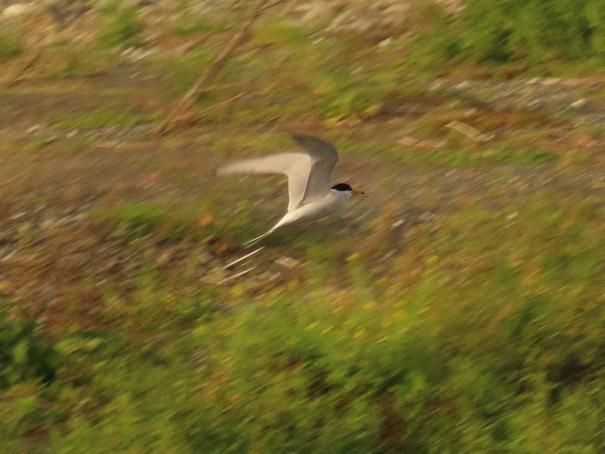 Photo of Little Tern at 酒匂川河口 by ゆ