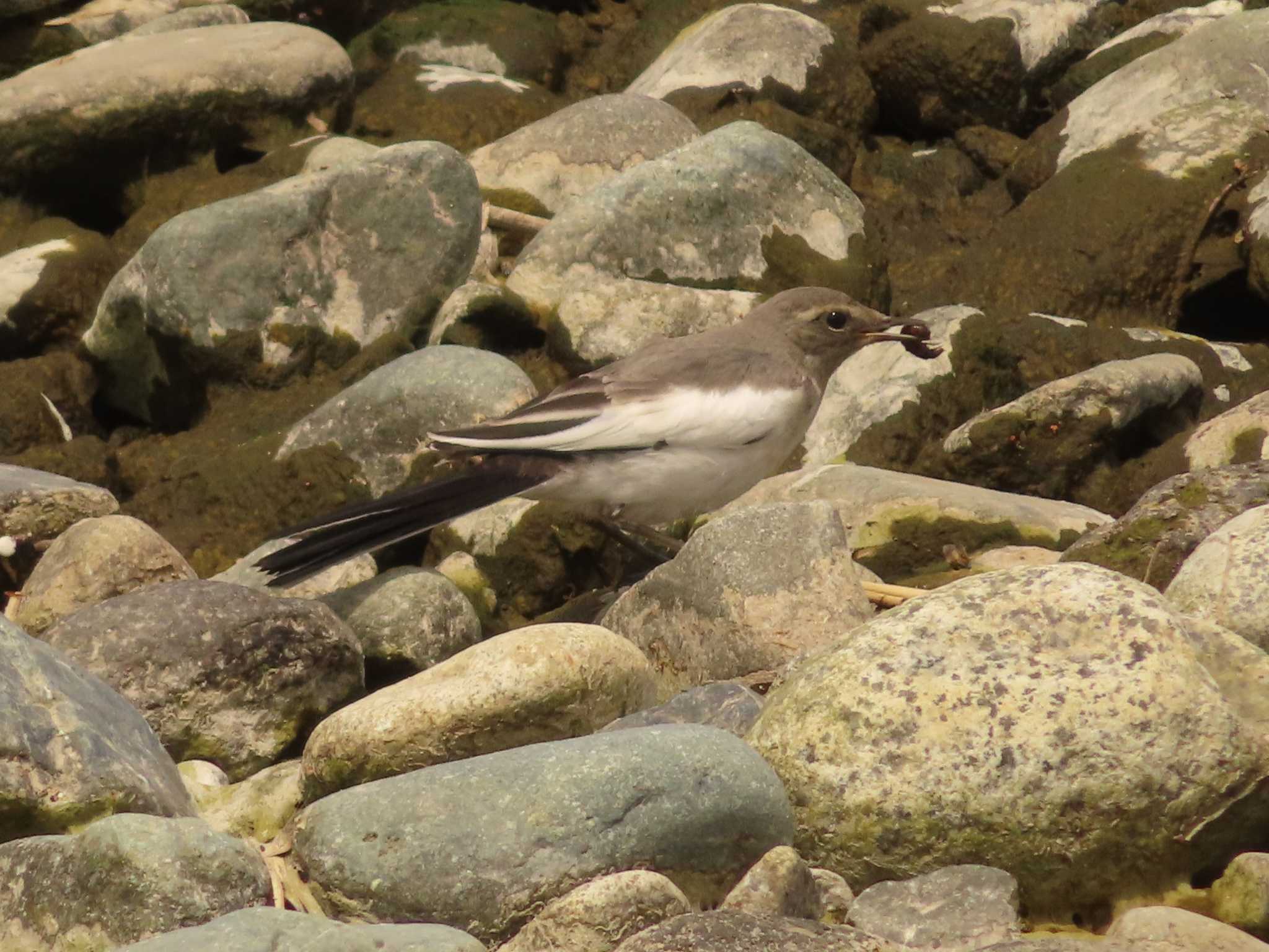 Photo of Japanese Wagtail at 酒匂川河口 by ゆ