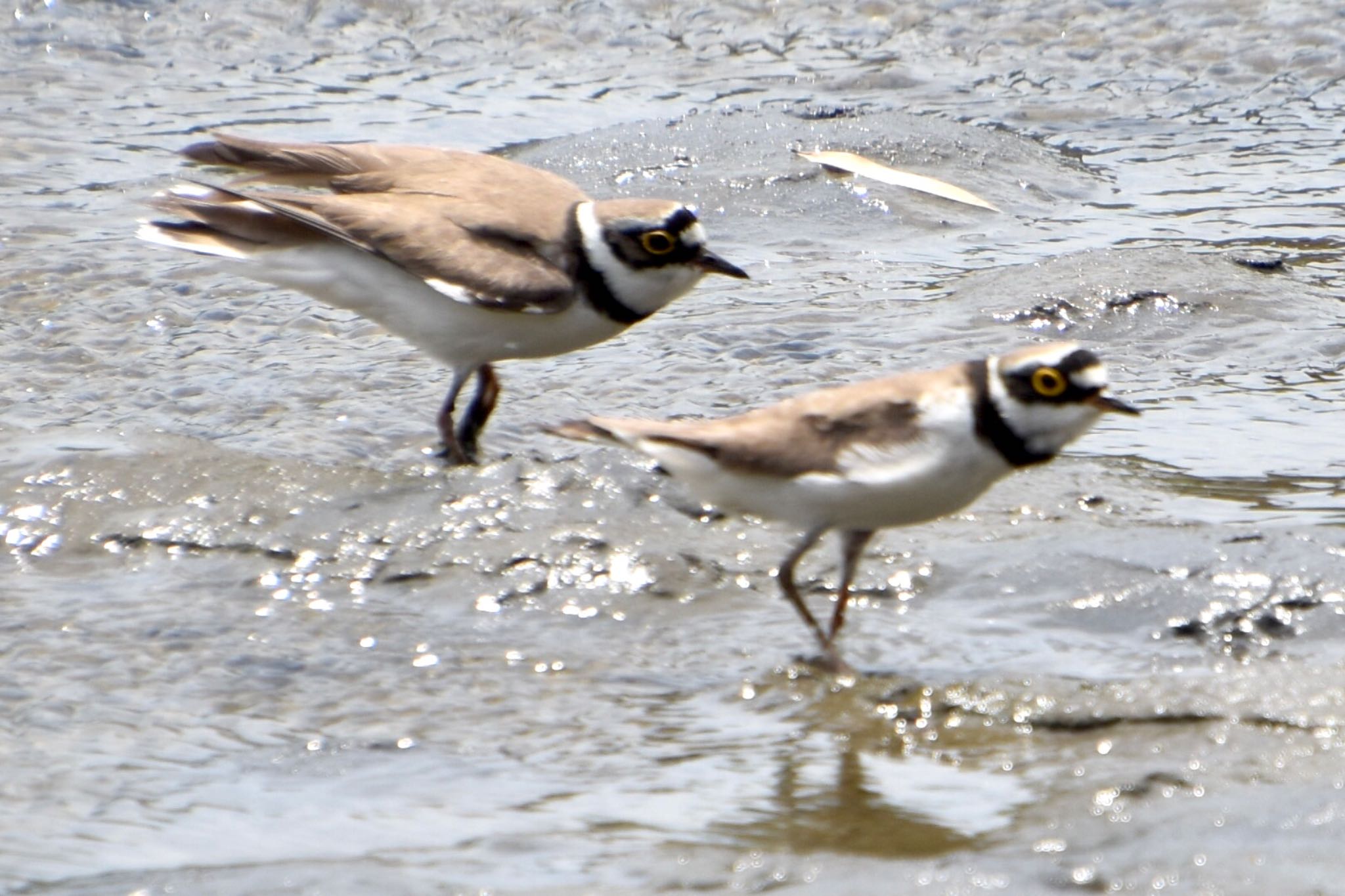 Little Ringed Plover