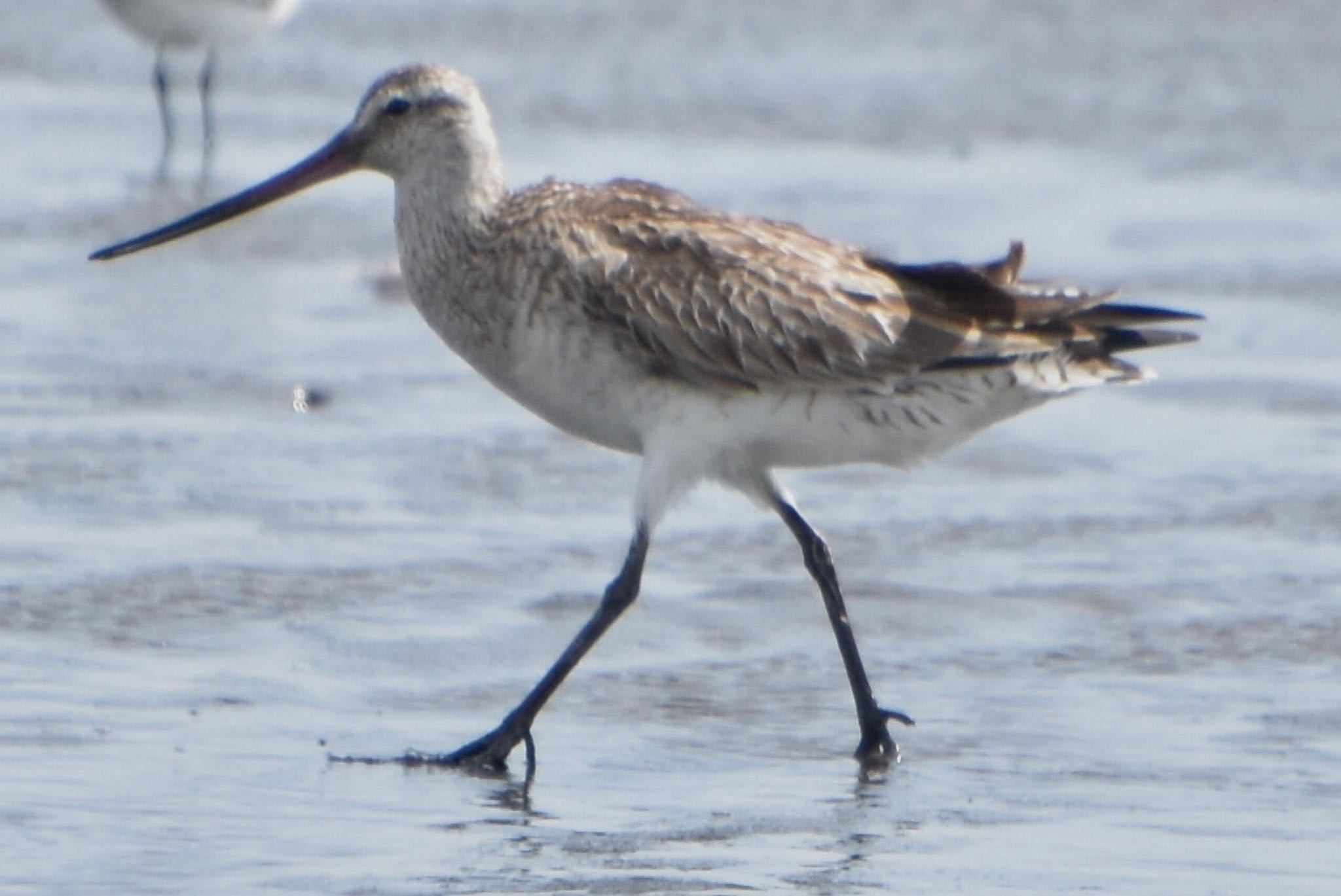 Bar-tailed Godwit