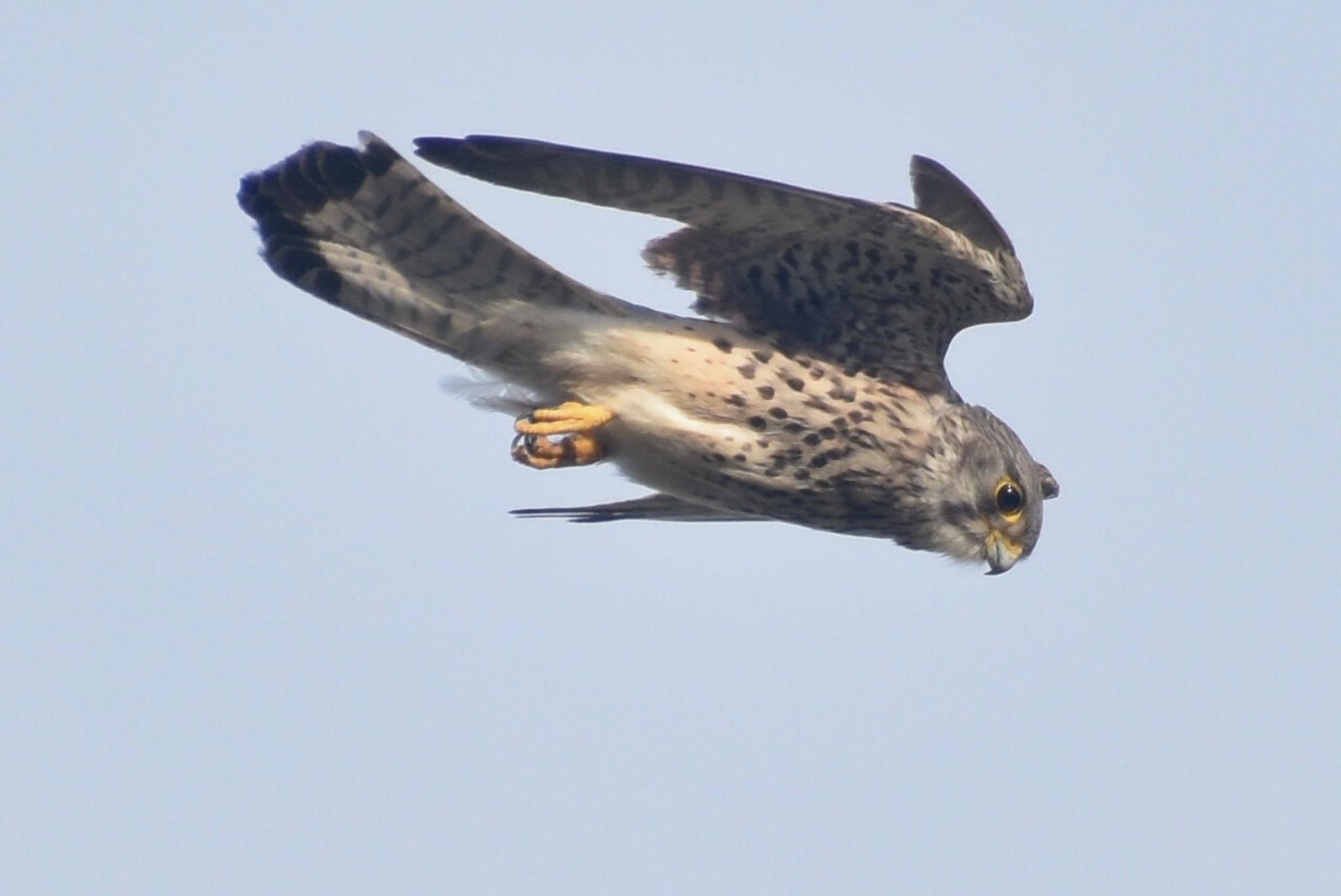 Photo of Common Kestrel at Sambanze Tideland by 遼太