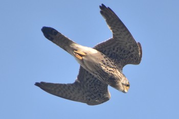 チョウゲンボウ ふなばし三番瀬海浜公園 2023年5月6日(土)