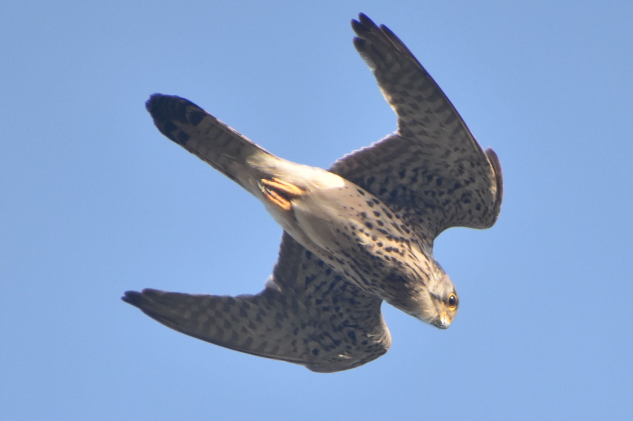 Common Kestrel