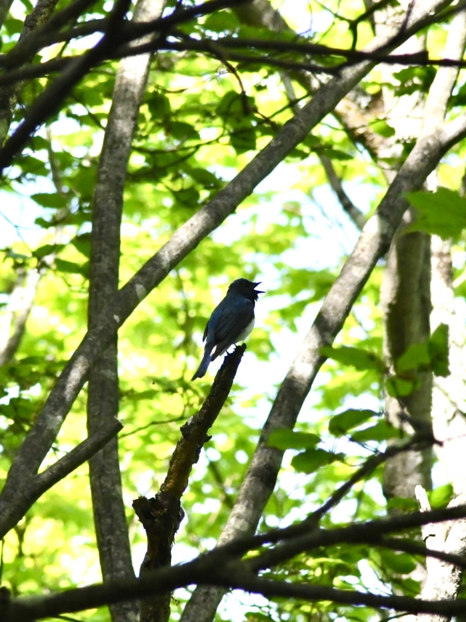 埼玉県 オオルリの写真 by ウォレス