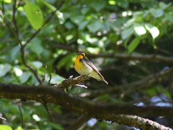 Fri, 5/5/2023 Birding report at 埼玉県