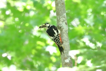 エゾアカゲラ 北大研究林(北海道大学苫小牧研究林) 2018年6月15日(金)