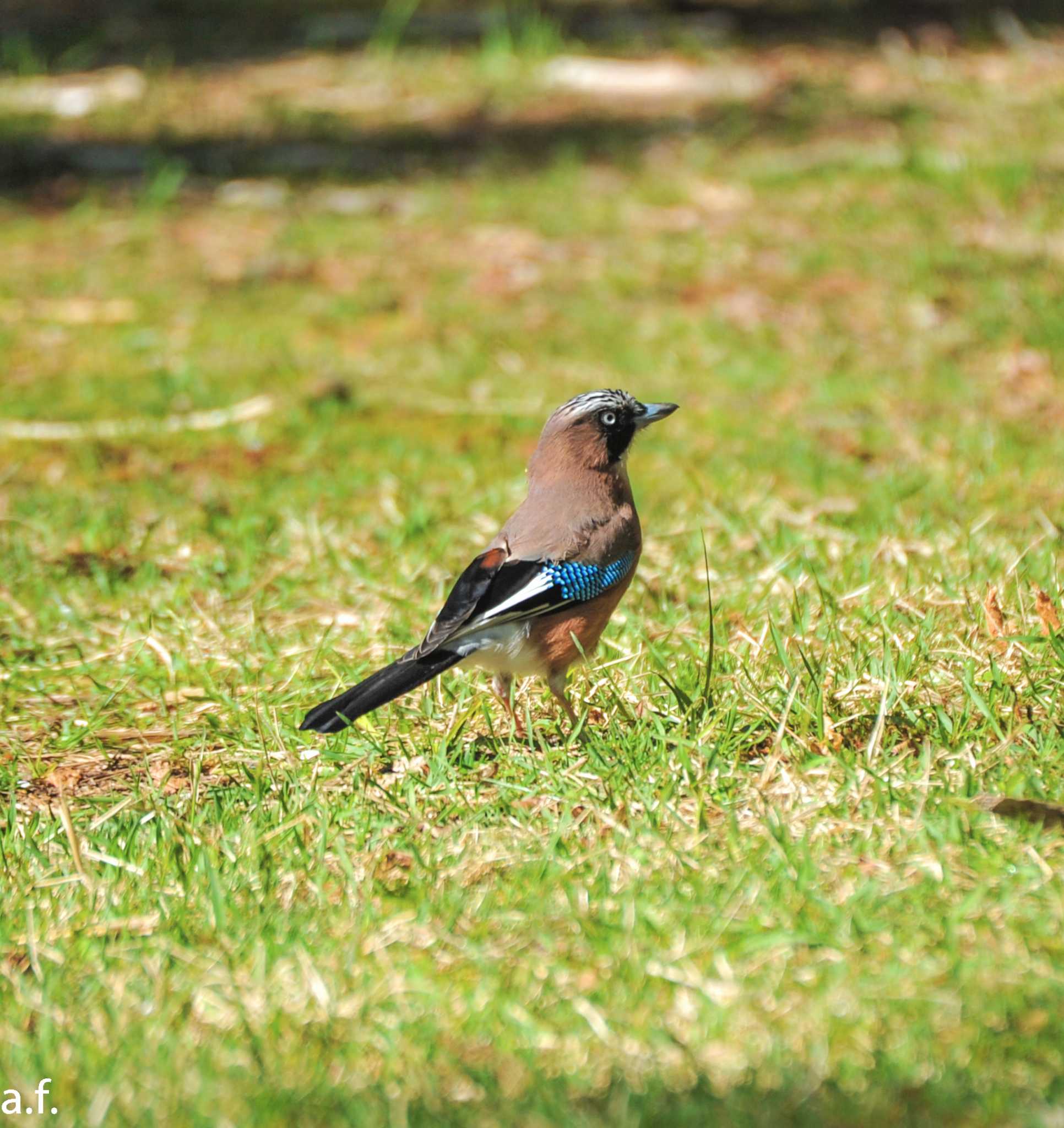 Photo of Eurasian Jay at 段戸裏谷 by a.f.