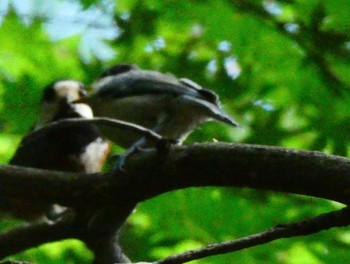 2023年5月6日(土) 舞岡公園の野鳥観察記録