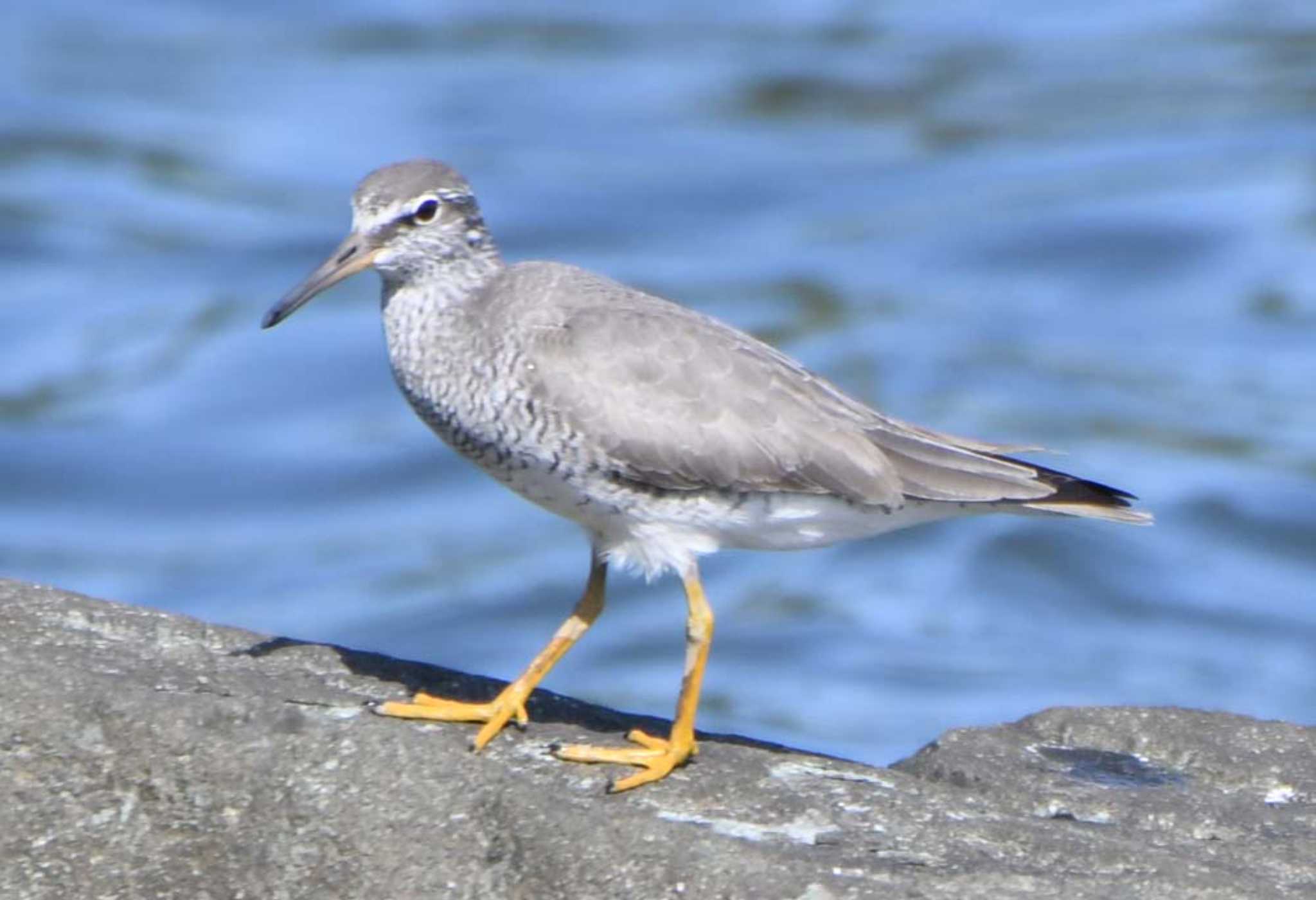 Grey-tailed Tattler