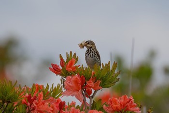 Olive-backed Pipit Unknown Spots Mon, 6/18/2018