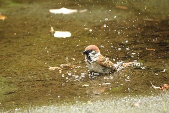 Sat, 5/6/2023 Birding report at 愛鷹広域公園