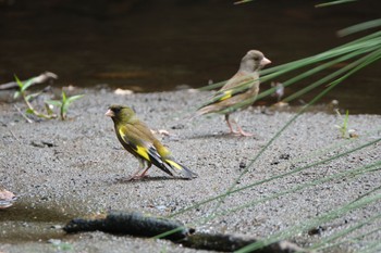 Grey-capped Greenfinch 愛鷹広域公園 Sat, 5/6/2023