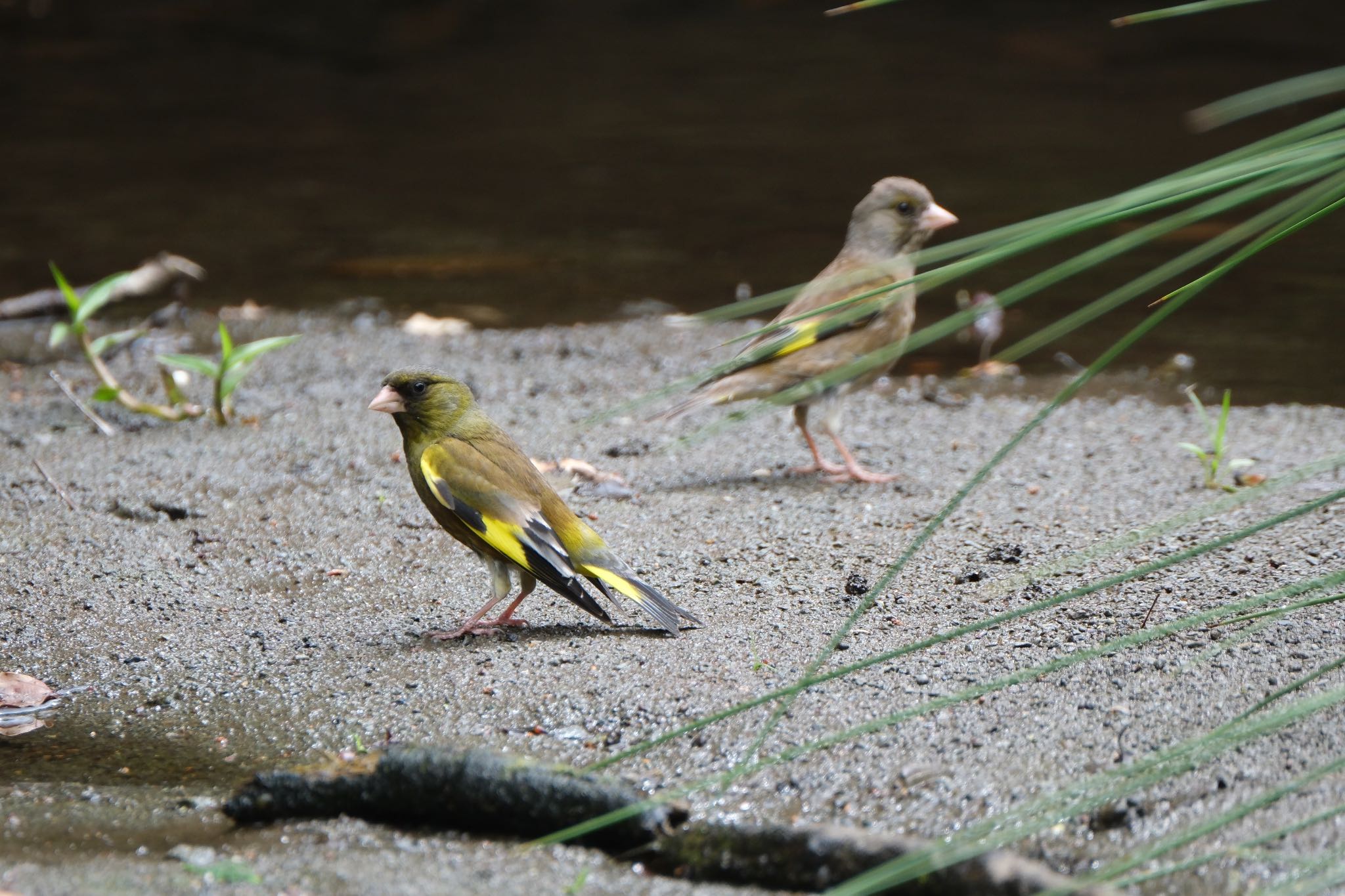 Photo of Grey-capped Greenfinch at 愛鷹広域公園 by ポン介