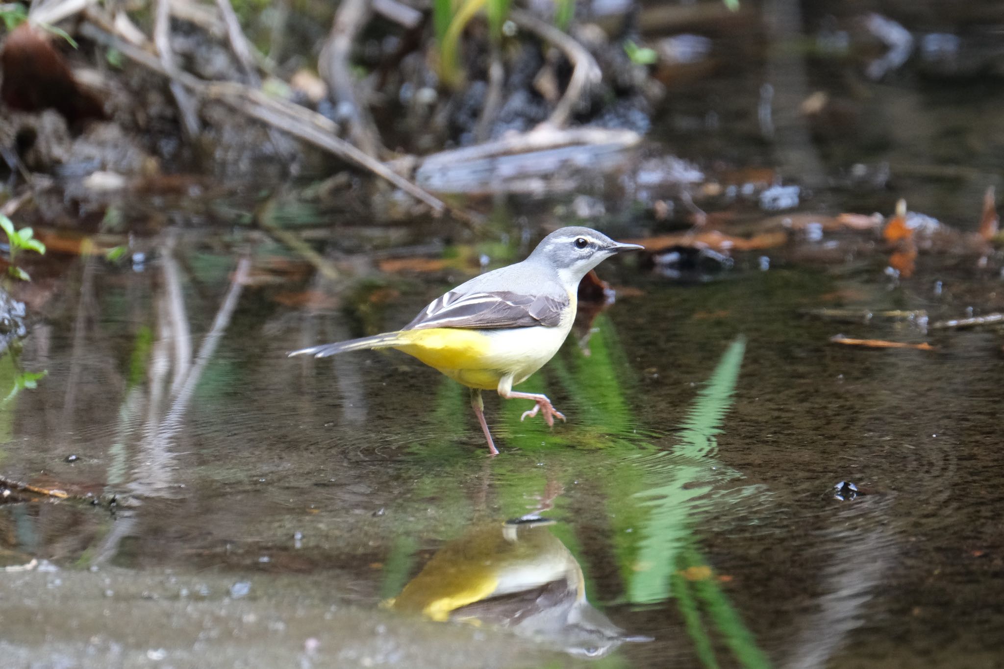 Grey Wagtail